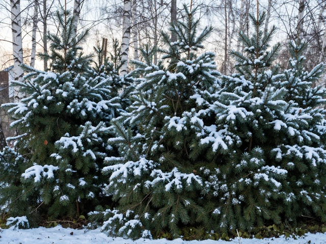 Чем можно укрыть растения на зиму: материалы и способы защиты